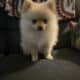 Puppy Pomeranian