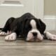 Euro Boxer Puppies AKC Registered