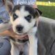 Husky/German Shepherd Puppies