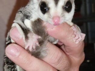 Sugar glider male
