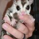 Sugar glider male