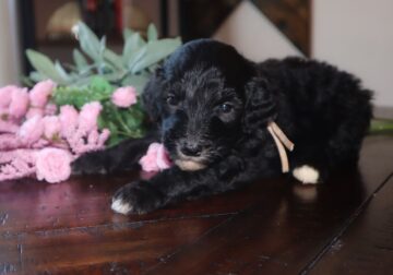 Sheepadoodle Female “Ivy”