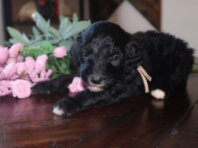 Sheepadoodle Female “Ivy”