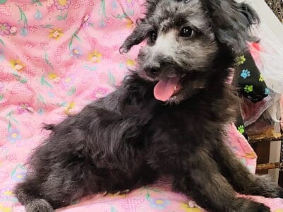 Wilma, Maltipoo/Toy Aussie mix, female