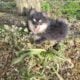 SuzyQs Precious Onyx