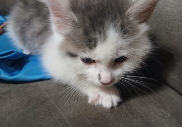 Female Kitten