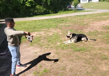 Loyal, Playful, and Well-Rounded German Shepard