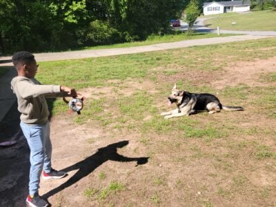 Loyal, Playful, and Well-Rounded German Sh  ...