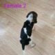 Female Beagle Puppies