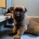 Sweet Malinois puppies