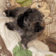 Shihpoo Puppy #1