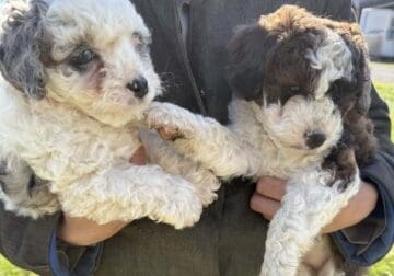 2 Female Mini Bernedoodles