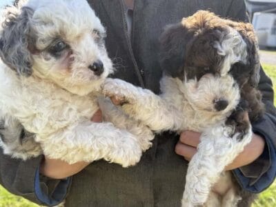 2 Female Mini Bernedoodles