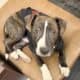 Blue nose Pitbull puppies looking for forever home