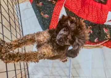 Toy poodle