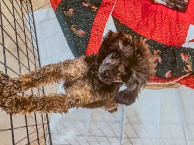 Toy poodle