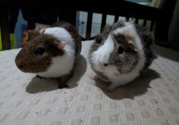 2 male guinea pigs (Grimace & Rooster)