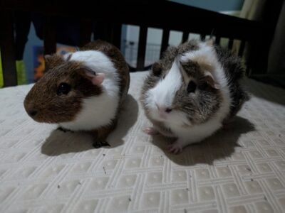 2 male guinea pigs (Grimace & Rooster)