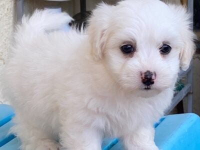 Adorable Maltipoo puppies