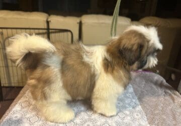 Shih Tzu Puppies AKC Ch line