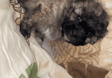 Shihpoo Puppy #1
