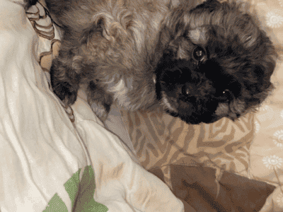Shihpoo Puppy #1