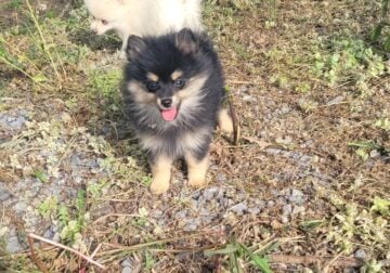 SuzyQs Precious Onyx
