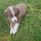 AKC Purebred Australian Shepherd Puppies for Sale