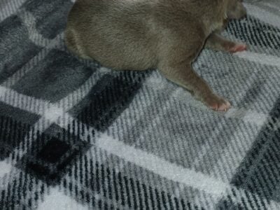 Bently