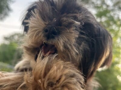For sale toy breed yorkiepoo