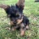 Silky terrier – female puppy