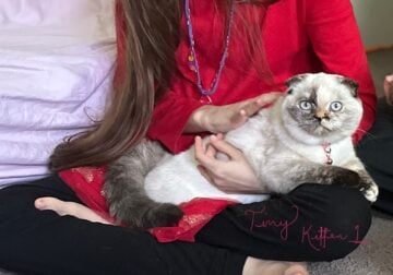 Scottish fold kittens for sale