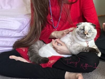 Scottish fold kittens for sale