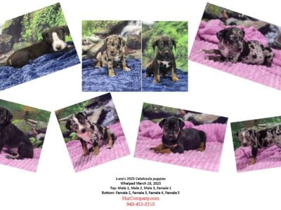Luna’s Catahoula puppies