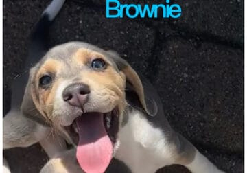 Purebred Beagle – Brownie