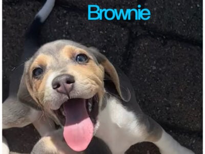 Purebred Beagle – Brownie