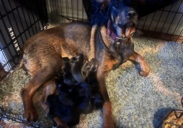 Doberman Shepherd puppies