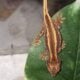 Gargoyle gecko red stripes