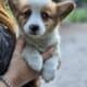 Pembroke Welsh Corgi