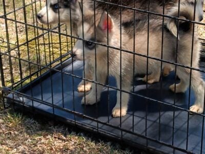 Husky Sale