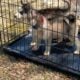 Husky Sale