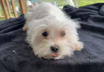 Bolt male morkie