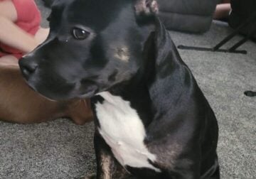 Female american bully