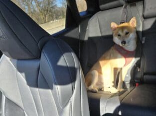Shiba Inu pure bred