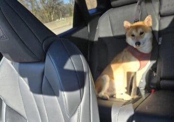 Shiba Inu pure bred