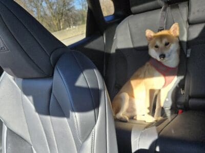 Shiba Inu pure bred