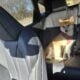 Shiba Inu pure bred
