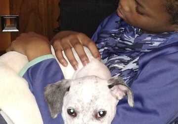 Pit in need of new home