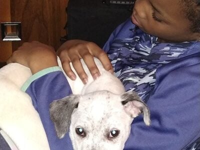 Pit in need of new home