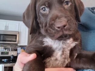 Gsp/chocolate lab puppies